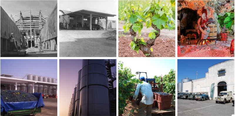 Primitivo alberello bush vines in the Manduria DOC zone, Puglia, Italy